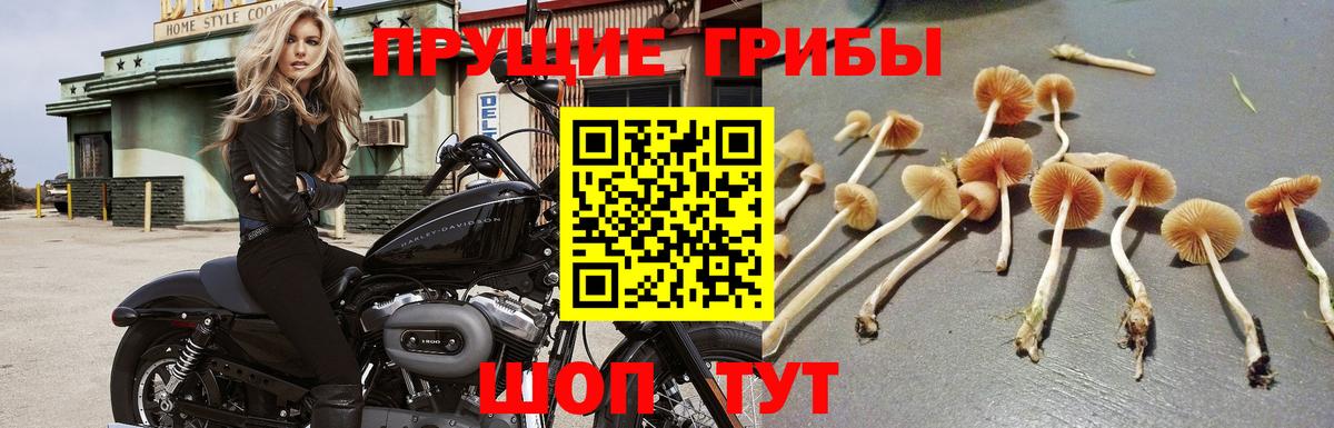 Канаш  Псилоцибиновые грибы ЛСД  Вход с VPN 